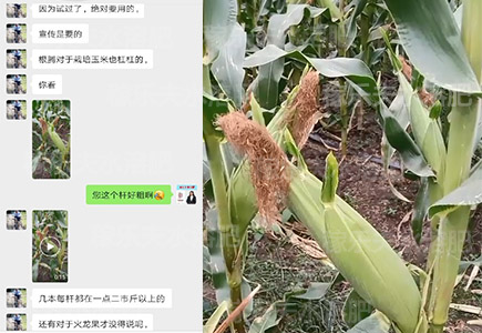 水果玉米上施用稼乐夫水溶肥
