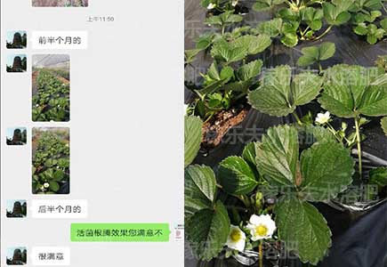 草莓生长期用肥选什么牌子好,微生物菌剂,水溶肥