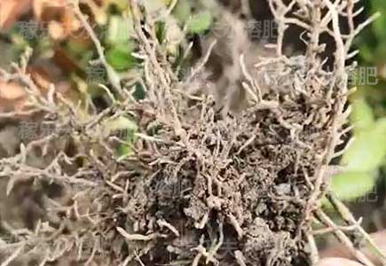 苗木生根肥,微生物菌剂,水溶肥