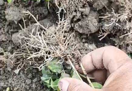 苗木用什么肥料生根好,微生物菌剂,水溶肥