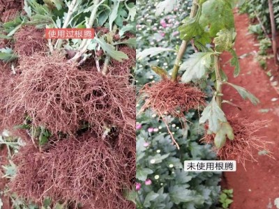 花卉施什么肥好？花卉怎么施肥？