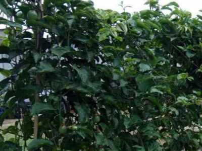 厦门集美百香果种植户魏经理——稼乐夫水溶肥客户案例