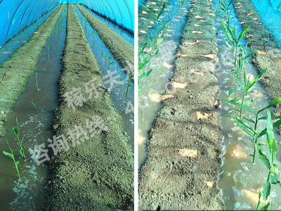大姜上使用什么微生物菌剂效果好?