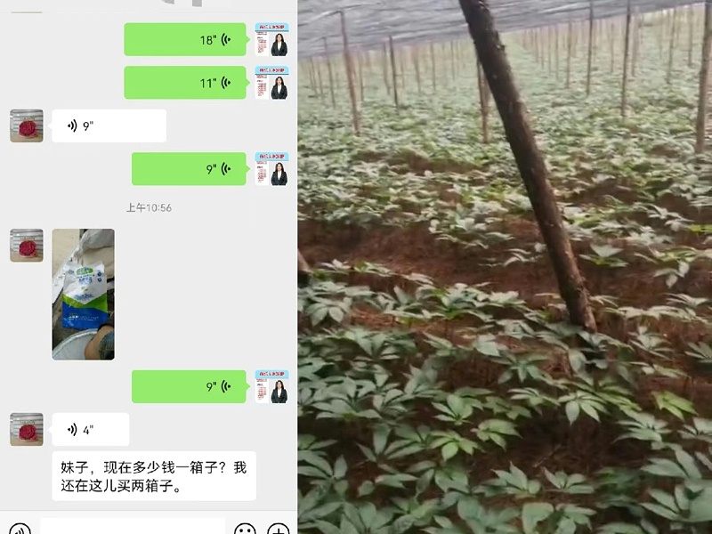 客户三七上使用稼乐夫根腾