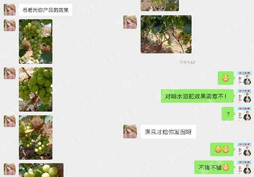 葡萄上使用稼乐夫水溶肥效果