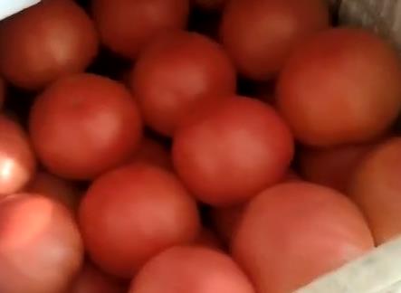 番茄上使用稼乐夫肥料获得了高产