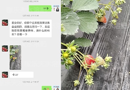 草莓膨果用什么肥料好?
