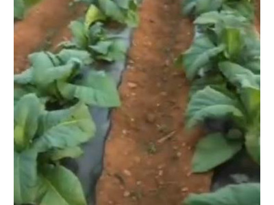 烤烟出现根结线虫怎么办？