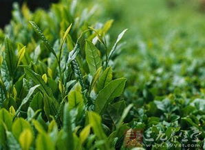 茶树怎么施肥？茶树施什么肥好呢？
