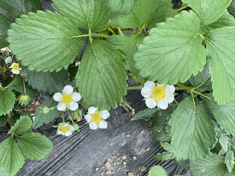 2022_03_13_10_08_IMG_6693_副本