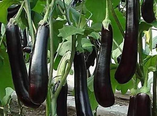 冬季茄子水肥管理别踩坑：控湿、供肥、择时技巧全解析