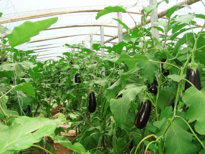 qiezitupian-13884345_3