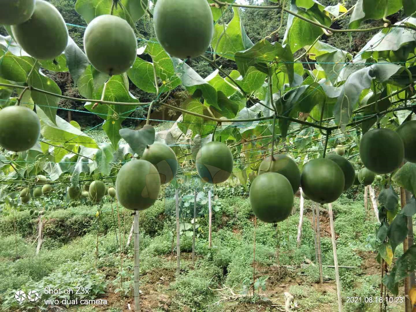 微生物菌剂​怎么使用科学？