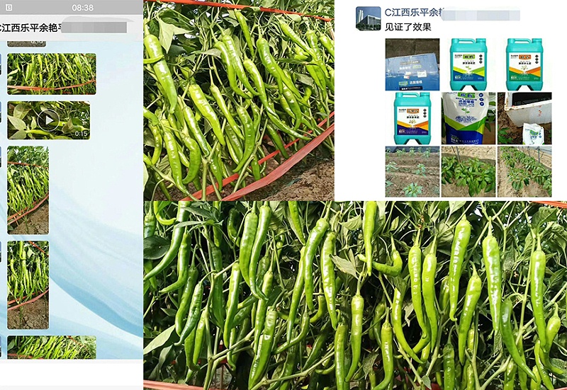 江西乐平市辣椒种植户余姐