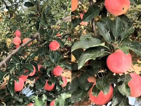 苹果高钾肥什么时候用？高钾肥怎么施好？