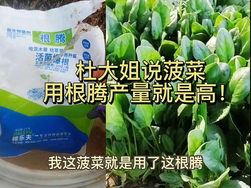杜大姐菠菜上使用稼乐夫根腾