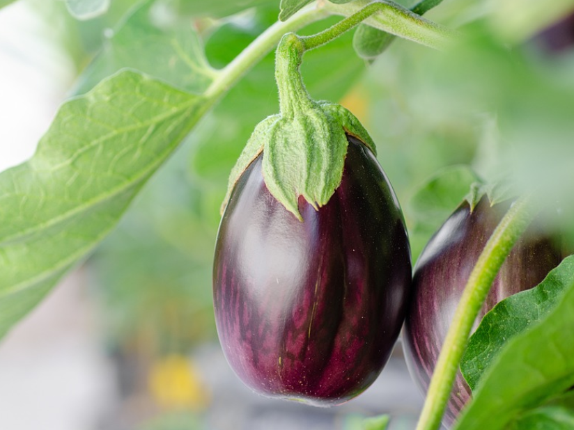 茄子种植如何施肥？如何根据茄子需肥特点进行施肥？