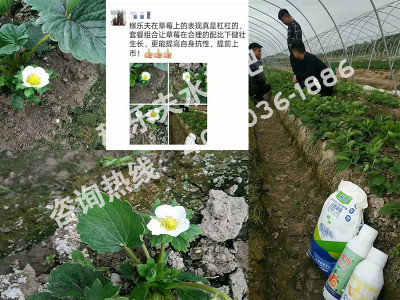 草莓套餐施肥怎么搭配效果好?