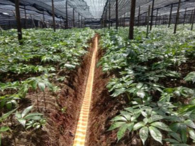 三七等中药材上用什么厂家的肥料效果好?