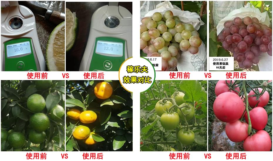 使用转色增甜叶面肥果钛肽效果对比,稼乐夫叶面肥