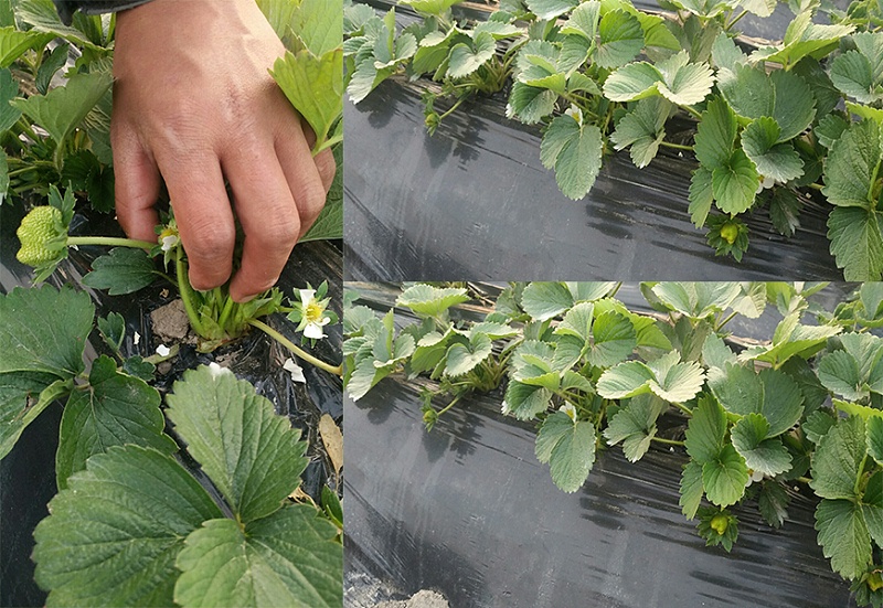 江苏淮阴区草莓基地茆经理