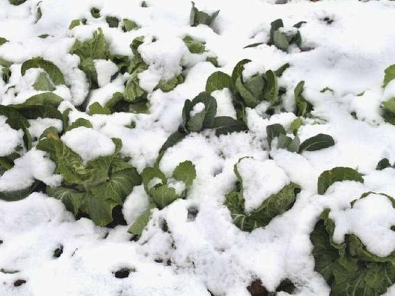大雪天气后各种农作物的防范措施
