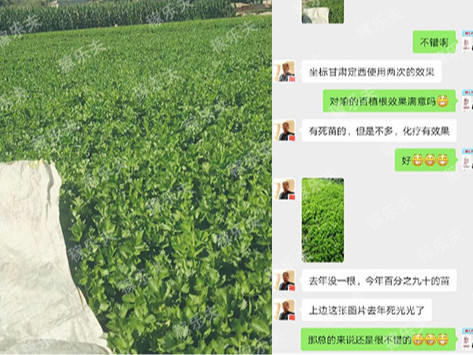 芹菜往年大面积死苗怎么防治?