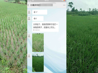 重庆水稻种植户何经理——稼乐夫水溶肥客户案例