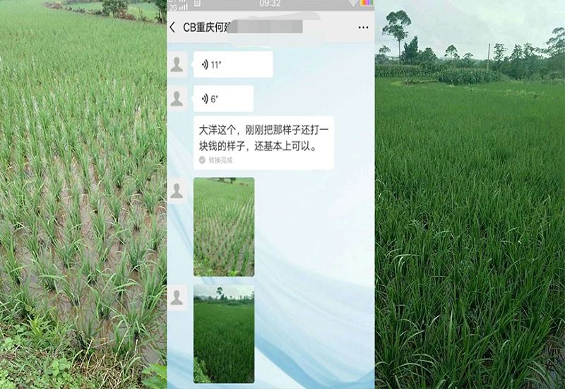 重庆水稻种植户何经理