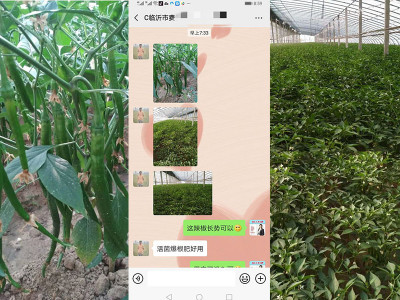 临沂市费县薛庄镇辣椒种植户郑经理 ——稼乐夫水溶肥客户案例