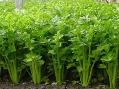 芹菜施什么肥长得快？芹菜怎么施肥好？