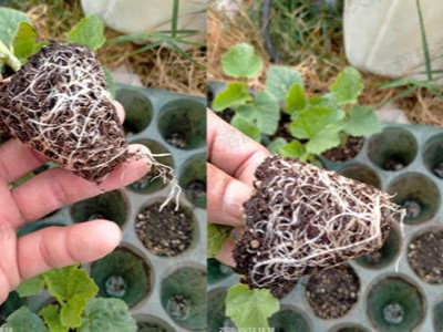 广西湛江樱桃种植户李经理——稼乐夫水溶肥客户案例