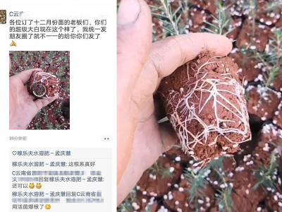 云南昆明宜良县杨经理——稼乐夫水溶肥客户案例
