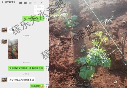 广东湛江苦瓜种植户