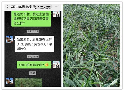 大姜叶子发黄怎么办？