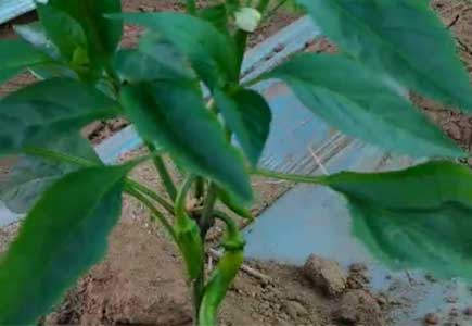 辣椒开花结果用什么肥料,微生物菌剂,水溶肥