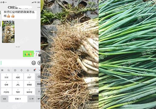 香葱生根促长用什么肥料效果好?