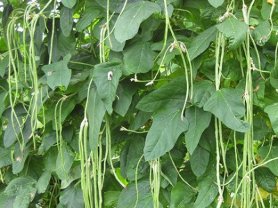 吉林四平豆角种植户曹大哥——稼乐夫水溶肥客户案例