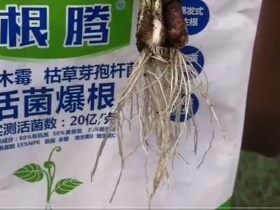 什么微生物肥料对香葱好?