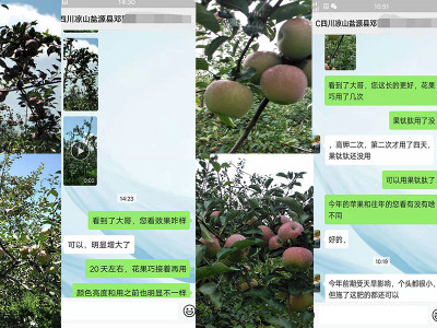 四川凉山苹果种植户邓经理——稼乐夫水溶肥客户案例