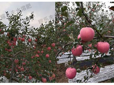 苹果水溶肥选择哪家好?