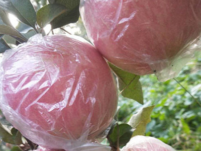 苹果种植过程中用什么肥料能高产?
