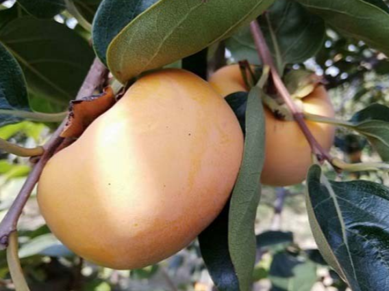 柿子保花保果方法，柿子如何施肥可以高产
