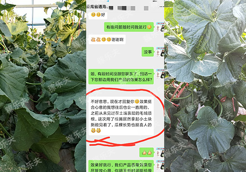 什么肥料适合哈密瓜施用？云南赵姐这样说！