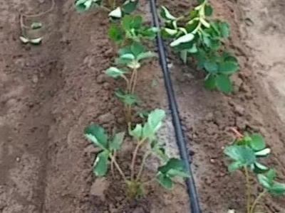 草莓苗定植怎么施肥?