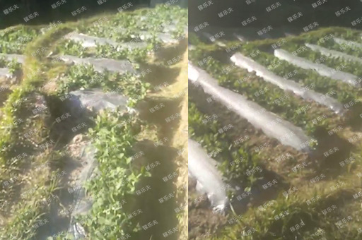 豌豆施肥用什么肥料？
