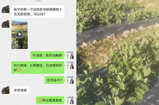 豌豆上用稼乐夫根腾灌根半个月效果