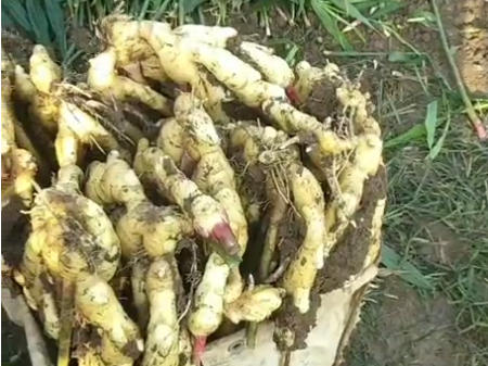 种植大姜用什么肥料好？