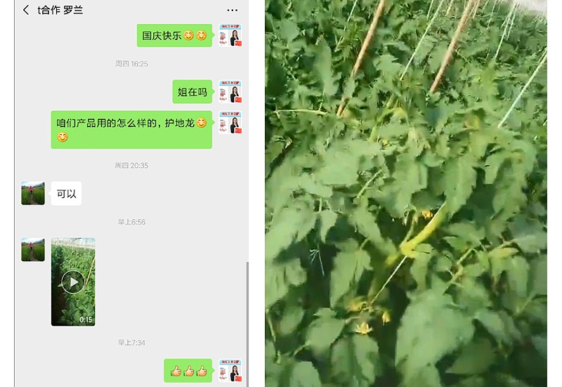 四川攀枝花番茄种植户罗姐