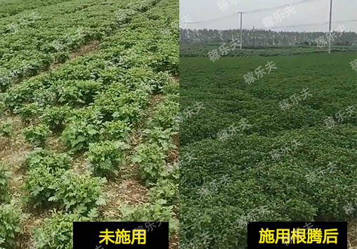菊花上用什么肥料长势好？